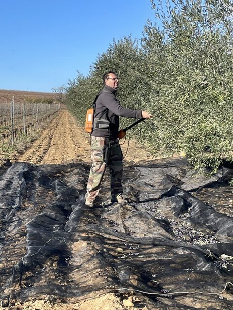 huile olive-recolte